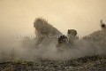 Wild Dogs Fighting on Hyena