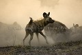 Wild Dogs Fighting on Hyena
