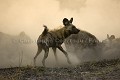 Agression de lycaons sur une hyne tachete.