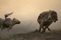 Agression de lycaons sur une hyène tachetée.