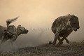 African Wild Dogs Fighting against Spotted Hyena