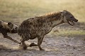 African Wild Dogs Fighting against Spotted Hyena