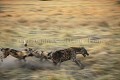 African Wild Dogs Fighting against Spotted Hyena