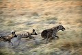 African Wild Dogs Fighting against Spotted Hyena