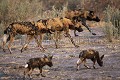 Pack of Wild Dogs on the move with the puppies following.