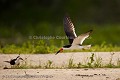 American Black Skimmer