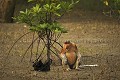 Proboscis Monkey