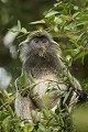 Silvered Langur