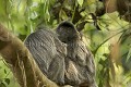 Silvered Langur