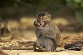 Crab-Eating Macaques