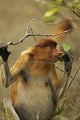 Proboscis Monkey