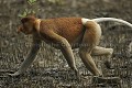 Nasique de Borneo - Proboscis Monkey