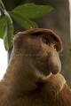 Proboscis Monkey