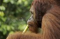 Orang Utan