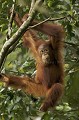 Young Orang-Utan