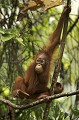 Young Orang-Utan