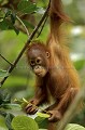 Young Orang-Utan