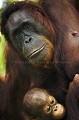 Orang Outan femelle et son jeune bb