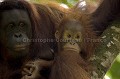 Orang Outan femelle et son jeune bb