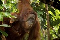 Femelle Orang-Outan et son jeune. Orang-Utan Female  infant.