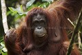 Femelle Orang-Outan. Orang-Utan Female