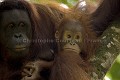 Femelle Orang-Outan et son jeune. Orang-Utan Female  infant.