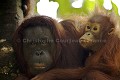 Femelle Orang-Outan et son jeune. Orang-Utan Female  infant.