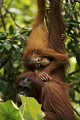 Femelle Orang-Outan et son jeune. Orang-Utan Female  infant.