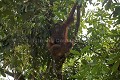 Femelle Orang-Outan et son jeune. Orang-Utan Female  infant.