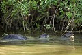 Amazonian Giant Otter