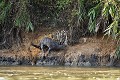 Amazonian Giant Otter