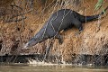 Amazonian Giant Otter