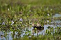 Black-Bellied Tree-Ducks