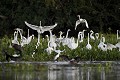 Herons  Egrets