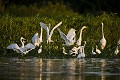 Grande Aigrette