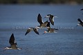 Black-Skimmer