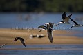 Black-Skimmer