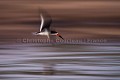 Black-Skimmer