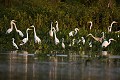 Herons &  Egrets