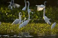 Herons  Egrets