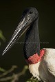 American Jabiru.