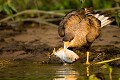 Crested Caracara