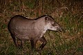 Tapir la nuit dans un marais du Pantanal.