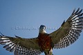 Ringed Kingfisher