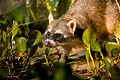 Ratton Crabier la nuit dans les marais du Pantanal.