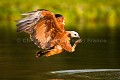 Black-Collared Hawk