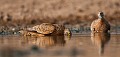 Burchell's Sandgrouse