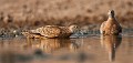 Burchell's Sandgrouse