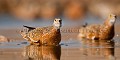 Burchell's Sandgrouse