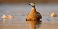 Burchell's Sandgrouse